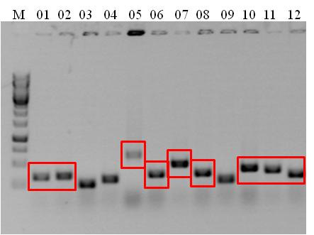 Figura 5: Produção de sonda de cromossomo B de Moenkhausia sanctaefilomenae. A) Gel de agarose do produto da 2ª DOP-PCR. B) Purificação do gel de agarose dos fragmentos da 2ª DOP-PCR para clonagem.