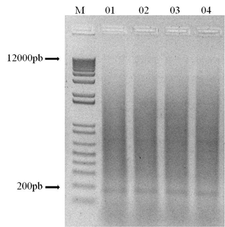 79 Figura 1: Gel de agarose mostrando o produto da digestão do DNA de Moenkhausia sanctaefilomenae com a enzima HinfI.