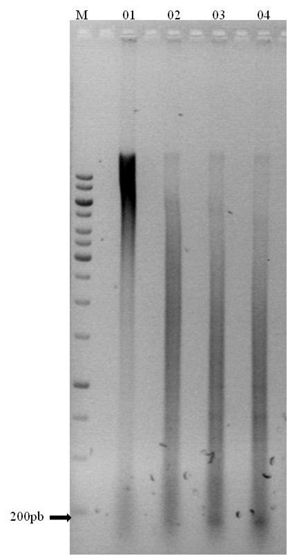 81 A B Figura 4: A) Gel de agarose mostrando o produto da digestão do DNA da espécie Moenkhausia sanctaefilomenae, com a enzima de restrição HinfI em diferentes