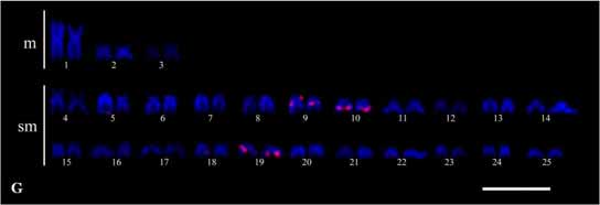 83 Figura 6: Hibridação in situ com sonda proveniente do clone Ms-Hinf02 em diferentes espécies de Moenkhausia. E) M.