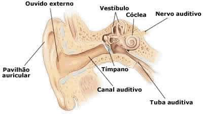 a) Quais são os ossos encontrados na orelha média? b) O que é o tímpano? c) Qual a função do pavilhão auricular? 12- Os olhos são órgãos especializados no sentido da visão.