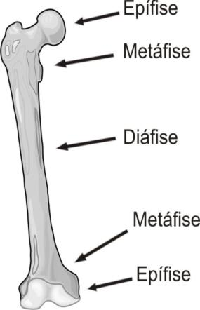 ASPECTOS ESPECÍFICOS Uma vez identificadas as alterações gerais de uma radiografia e localizada uma alteração ou lesão significativa torna-se necessário para caracterizar as particularidades desta