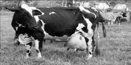 (Drackley, 1999; Grummer, 2004) 75% das doenças ocorrem neste período (Goff, 2006) Momento de maior desafio para vacas de