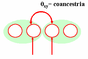 Coeficiete de coacestria (θ ) A A A a Idivíduo x: AA Idivíduo y: Aa Coacestria (θ ) é a probabilidade de que dois