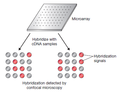 Existem essencialmente dois tipos de microarrays: Microarrays de baixa densidade (spotted DNA microarrays): têm uma densidade de 1.000 a 10.