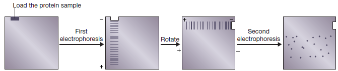 Electroforese bidimensional (2-DE) E electroforese bidimensional em gel de poliacrilamida permite a separação, em condições desnaturantes, de proteínas de acordo com o seu ponto isoeléctrico e peso