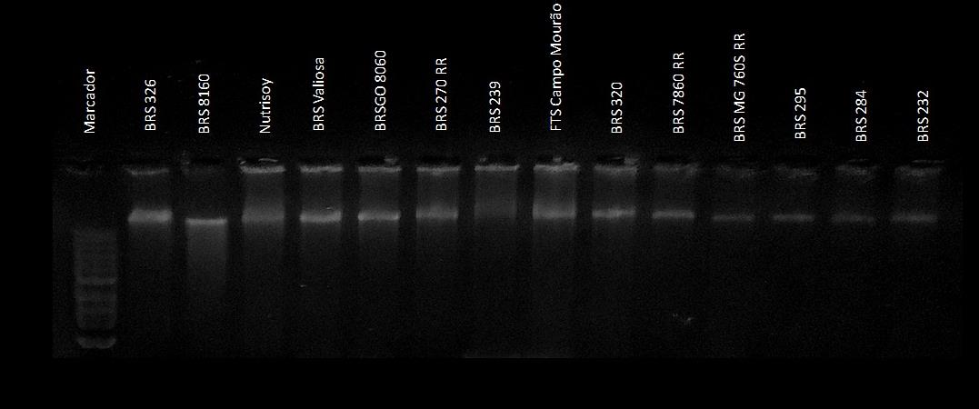 47 amplificadas incluindo as de comprimento de DNA de 890 pb que é o comprimento de interesse. Tabela 6. Concentração de DNA das amostras extraídas pelos métodos McDonald et al.. (1994) e kit em ng/µl.