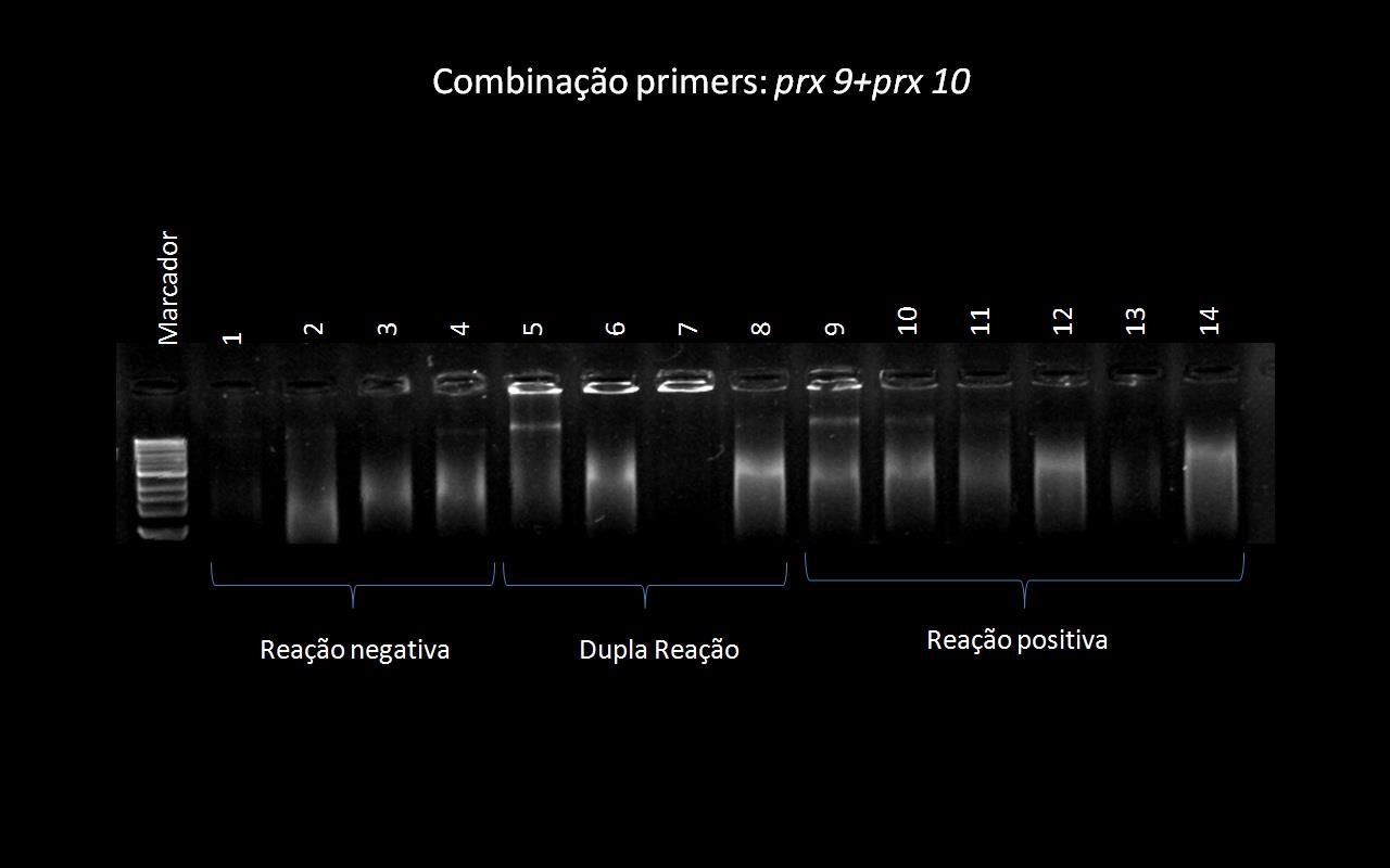 48 Figura 18. Gel de integridade de DNA das 14 amostras extraídas pelo método do kit da das 14 cultivares de soja. Botucatu/SP, 2013 (Fotos: B. Panoff, 2013).