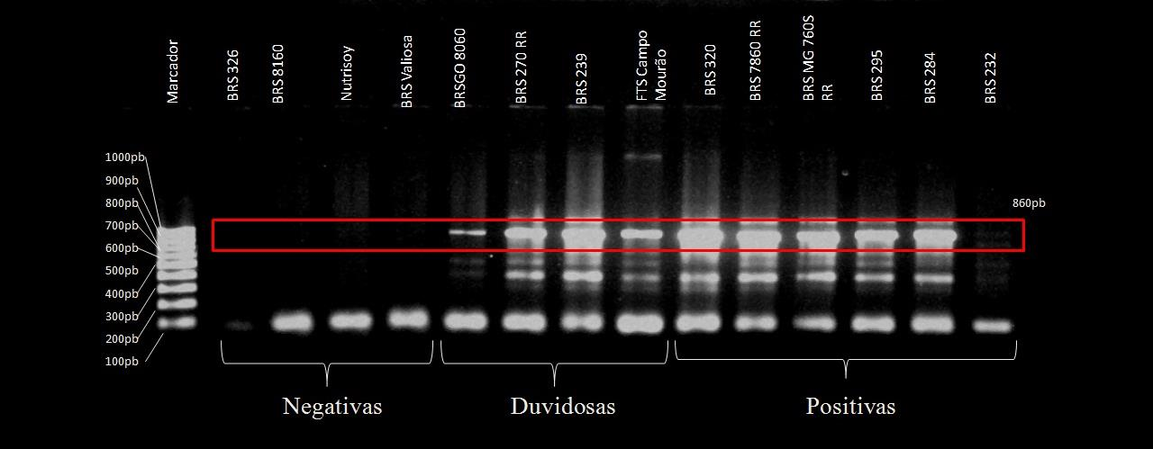 49 Já as cultivares de dupla reação apresentaram-se semelhantemente às cultivares positivas, tiveram amplificação dos fragmentos e a presença de várias bandas.