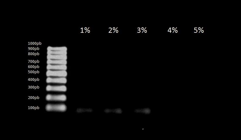 50 5.5 REAÇÃO DE PCR APÓS A CONTAMINAÇÃO DOS LOTES. metodologia do kit nas contaminações: Na tabela 7 são apresentadas as concentrações de DNA obtidas pela Tabela 7.