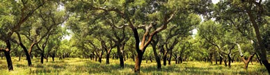 Produzida pela Amorim, líder mundial do mercado de produtos em cortiça, a linha Wicanders combina os valores mais puros da natureza com tecnologia de ponta, criando pavimentos de alta qualidade,