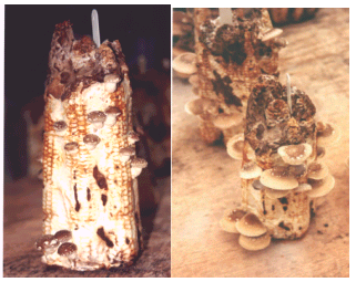 Eira, A. F.; Montini, R. M. C. Manual de cultivo do shiitake (Lentinula edodes (Berk.) Pegler). FEPAF, FCA/UNESP, Botucatu, 38 p, 1997. MORALES, G.E.; HUERTA-PALACIOS, G.; SÁNCHEZ-VÁZQUEZ, J.E. Production technology optimization for Auricularia fuscosuccinea.