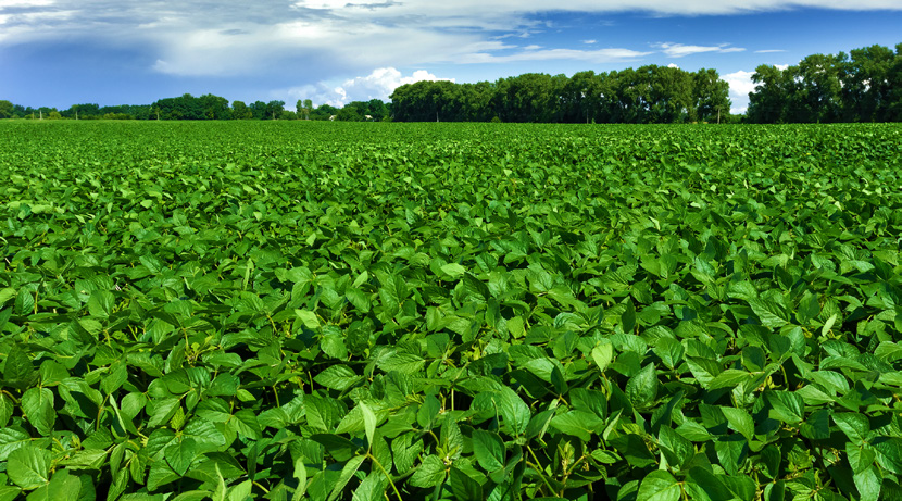 Céleres Os Benefícios Econômicos da Biotecnologia Agrícola no Brasil: 199/9 a 01/13 O caso do algodão geneticamente modificado O caso do milho geneticamente modificado O caso da soja geneticamente