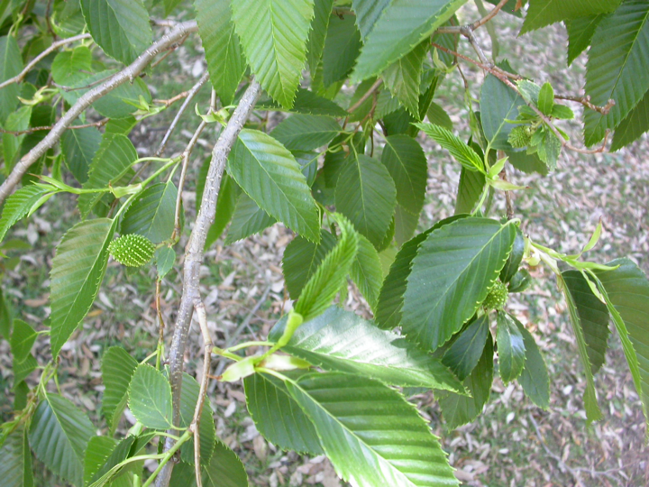 Alnus sieboldiana Facilitação (?