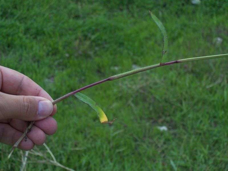 Digitaria sanguinalis