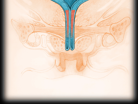 Inervação do Trato Urinário Inferior Nervo Pélvico (Parassimpático) Nervo