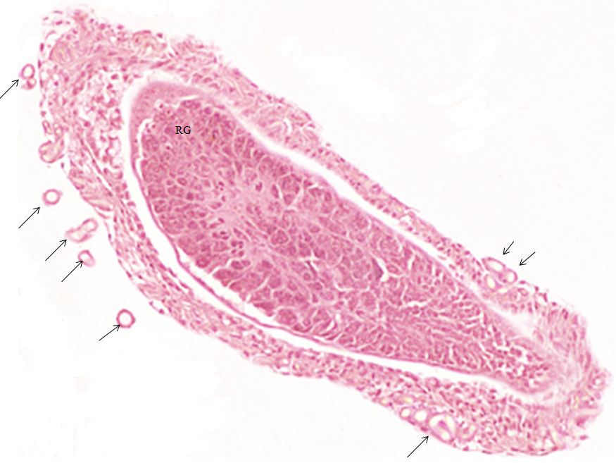 A ovulogênese e a maturação das células reprodutoras ocorrem da região distal (região do germario) (Figura 17) para a proximal, em ovogônias compostas por células germinativas e vitelo (células