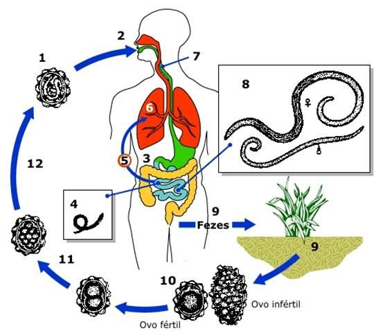 Ciclo de vida - Quando um indivíduo está parasitado por poucos vermes, a maior parte deles (90%) se encontra no jejuno.
