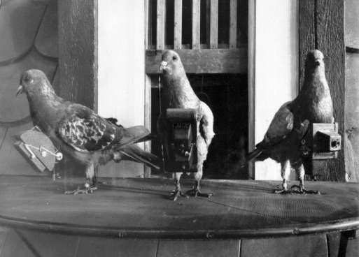 Pigeons In 1903, Julius Neubronner patented a breast-mounted camera for carrier pigeons that weighed only 70 grams.