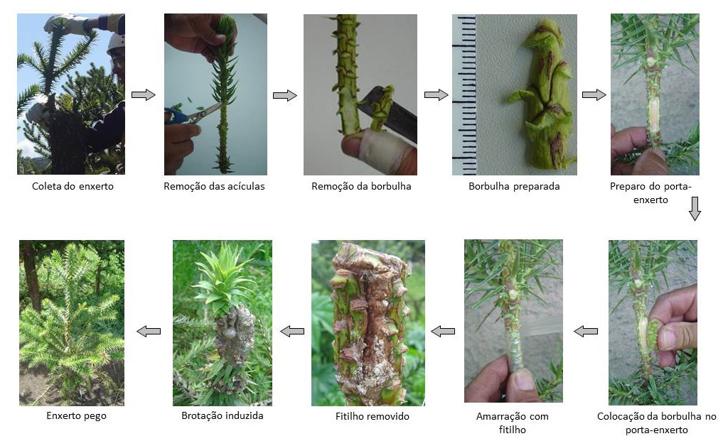 Tecnologia de enxertia de Araucaria angustifolia para produção precoce de pinhões, com plantas de porte reduzido 5 Figura 2.