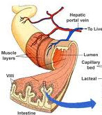 TIAZOLIDINEDIONAS (glitazonas) Indicações: DM2 não controlados Obesosounão Doseúnica Efeito benéfico: redução do risco cardiovascular; (Síndrome metabólica) Efeito colateral: aumento do peso e