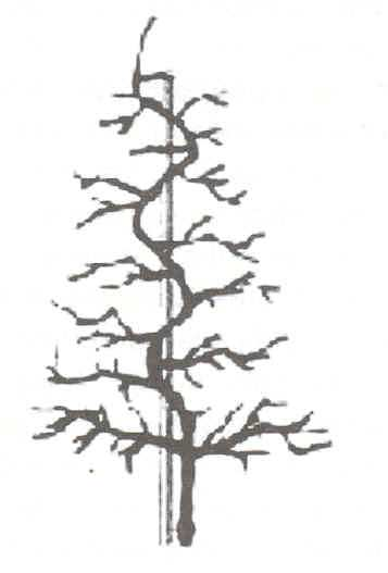 Fig. 1. Planta conduzida em sistema de líder central. Autor: Forshey et al., 1992. Fig. 4. Formação em Spindle Bush (A) para média densidade e em líder central (B) para baixa densidade.