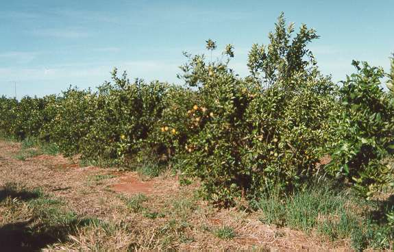 Produtividade: Pomar A:70 ton/ha Pomar B:10 ton/ha 52 fatores influenciam