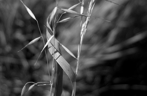 Gênero Avena Avena strigosa Schreb (Aveia preta) Pastejo, cobertura,