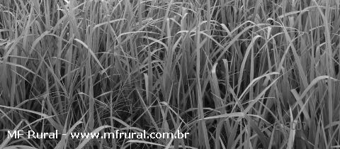 Gênero Brachiaria Plantio: set a março Humidicola nov a jan Decumbens out a fev Brizantha nov e dez Taxa