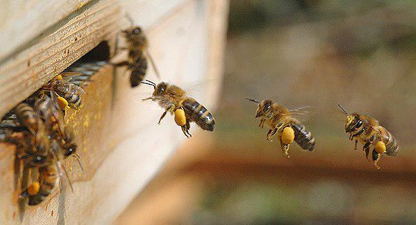 As taxas de abandono dos enxames estão, geralmente, atreladas a fatores: Genéticos (hibridização), Tróficos, ausência de fonte natural de alimento (pólen e néctar), alimentação artificial inadequada