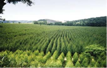 cultivos são fundamentais à sociedade. No caso do eucalipto, vários são os meios adotados para integrar as plantações ao ambiente natural.