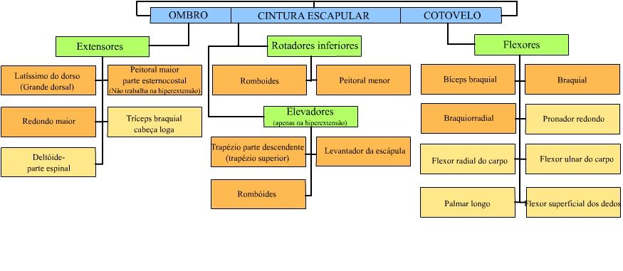 influência nos demais grupos musculares envolvidos [...] (LIMA e PINTO, 2006, p.38) No entanto, não foram feitas análises comparando a resposta do sinal eletromiográfico nas diferentes pegadas.