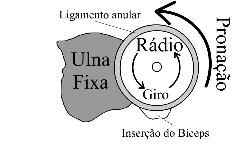 Figura 12 - Vista superior da articulação radioulnar proximal na supinação. Figura 13 - Vista superior da articulação radioulnar proximal na pronação.