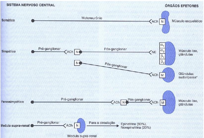 Figura 5. Acetilcolina e noradrenalina como neurotransmissores do sistema nervoso periférico.