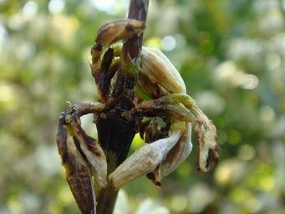 doenças do cafeeiro Peracetic elimina um amplo espectro de doenças e esporos dormentes,