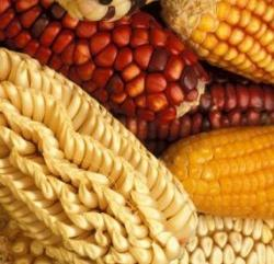 Biossegurança dos OGM Utilização confinada de OGM Libertação deliberada de