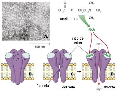 Função armazenamento FERRITNA armazena o ferro no fígado OVALBUMINA proteína da clara do ovo, utilizada como fonte de aa pelo embrião das aves CASEÍNA proteína do leite, utilizada como fonte de