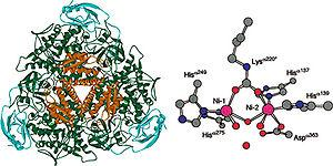 História 1926 cristalização da enzima urease por James Sumner Notou semelhança com estrutura de proteína ENZIMAS são PROTEÍNAS Atividade biológica depende da estrutura tridimensional RNAse