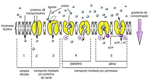 26 Biologia Celular como o próprio nome está dizendo, canais internos ladeados por aminoácidos hidrofílicos que permitem a passagem, por difusão, de certos solutos de tamanho apropriado.