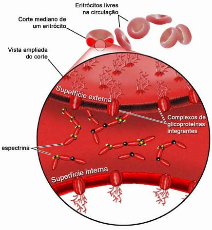 24 Biologia Celular membrana de eritrócitos, que, para exercerem sua função de forma otimizada, precisam estar uniformemente distribuídas pela MP (Fig. 2.9). 8.