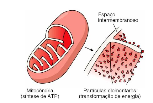 Mitocôndrias Liberar energia, produzindo calor e moléculas de ATP (adenosina-trifosfato): utilizadas