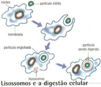 Lisossoma