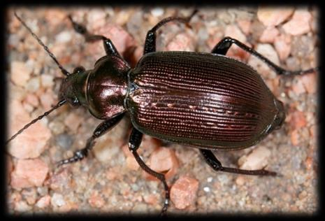 Controle Biológico: Inimigos Naturais Predador X Parasitoide X Parasita Carabídeo Tachinídeo Pulga Ceratopogonídeo Fonte de alimento O que ocasiona ao alimento Hábito durante seu ciclo