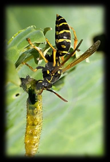 Controle Biológico: Modalidades de Controle Controle biológico natural ou conservativo Aproveita os I.N.