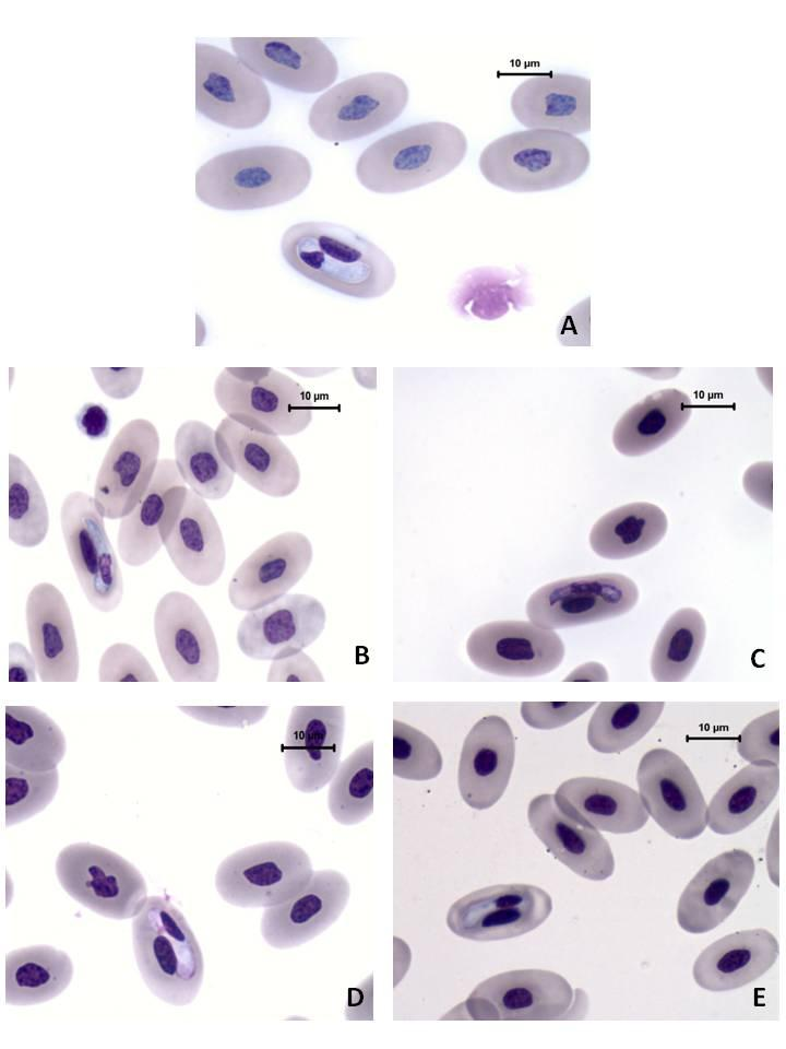 Figura 1. Gamontes de Hepatozoon sp., parasitando eritrócitos de cinco exemplares Crotalus durissus terrificus.