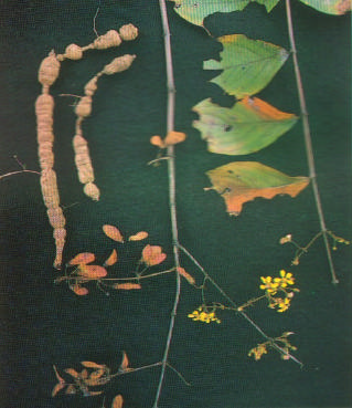 Fig. 1. Estrutura reprodutiva de Heteropterys aphrodisiaca nó-de-cachorro: raízes com partes engrossadas e nós (setas), o que caracteriza o nome popular (Pott & Pott, 1994).
