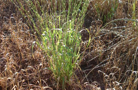 COMPORTAMENTO DA ESPÉCIE O azevém (Lolium multiflorium) caracteriza-se pelo ciclo longo, que varia de 120 a 150 dias (VARGAS & ROMAN, 2006), comparativamente a outra espécie forrageira de inverno, a