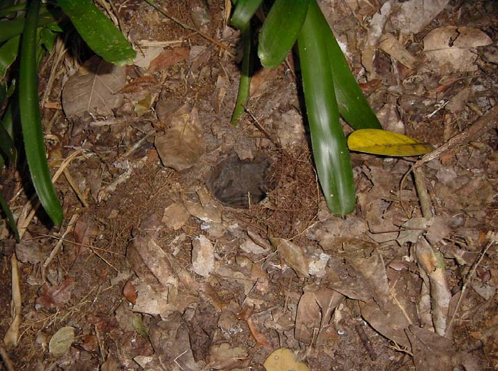 do material. Foram distribuídas 80 armadilhas em Mata nativa e 60 em Povoamento de eucaliptos. A unidade amostral neste caso foi o pitfall.