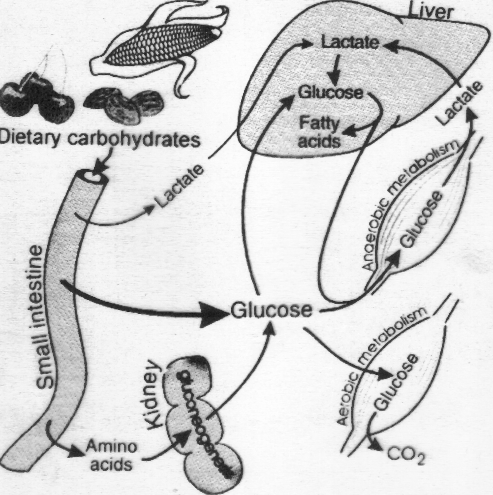 AÇÃO ÁCIDA DO ESTÔMAGO: O suco gástrico colabora no sentido de ocorrer alguma degradação na estrutura dos polissacarídios, principalmente nas ligações pontes de hidrogênio.