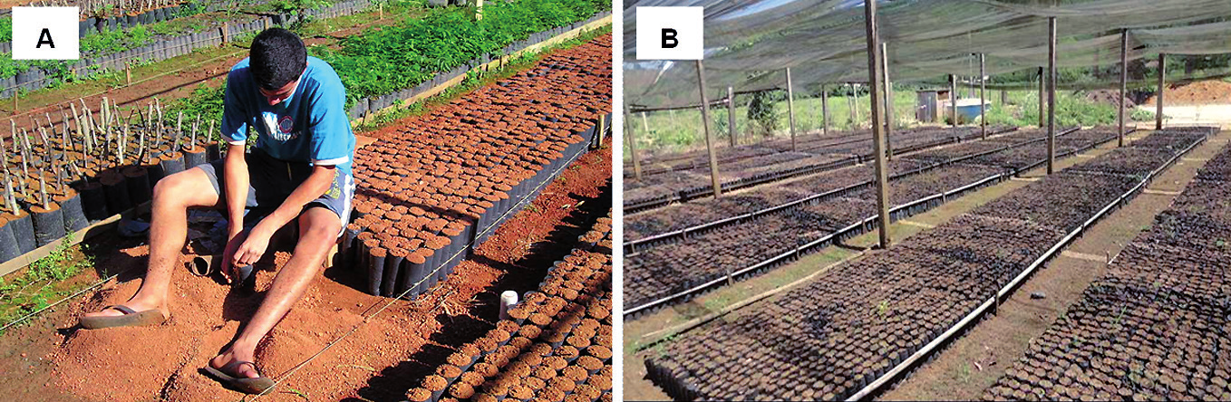 de mudas de café de qualidade para pequenos agricultores 199 (superfosfato simples e cloreto de potássio). O solo e o esterco só estarão prontos para a mistura do substrato depois de peneirados.